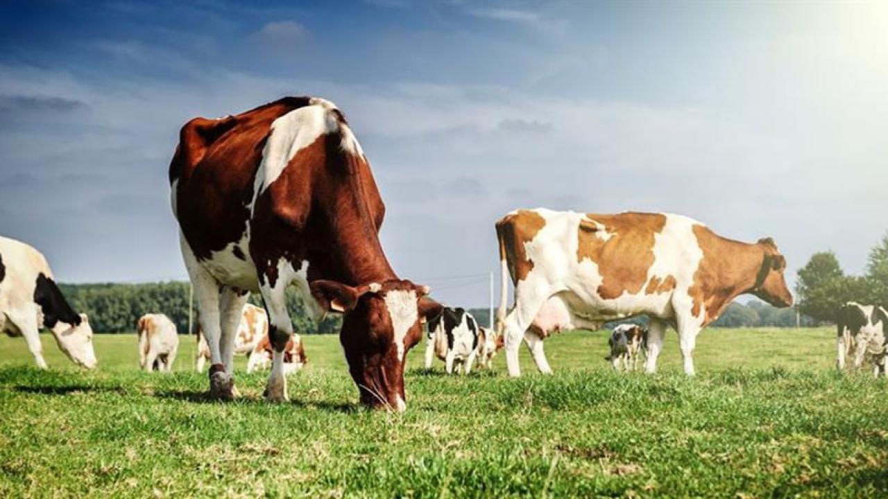 Hayvancılık Desteklemelerinde Kapsamlı Değişiklikler: Yeni Dönem Başlıyor!
