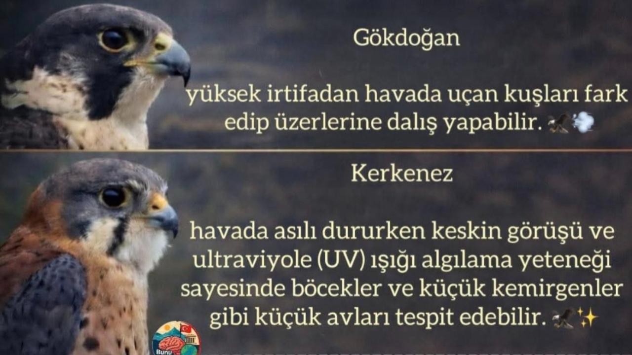 Otomatik Taslak