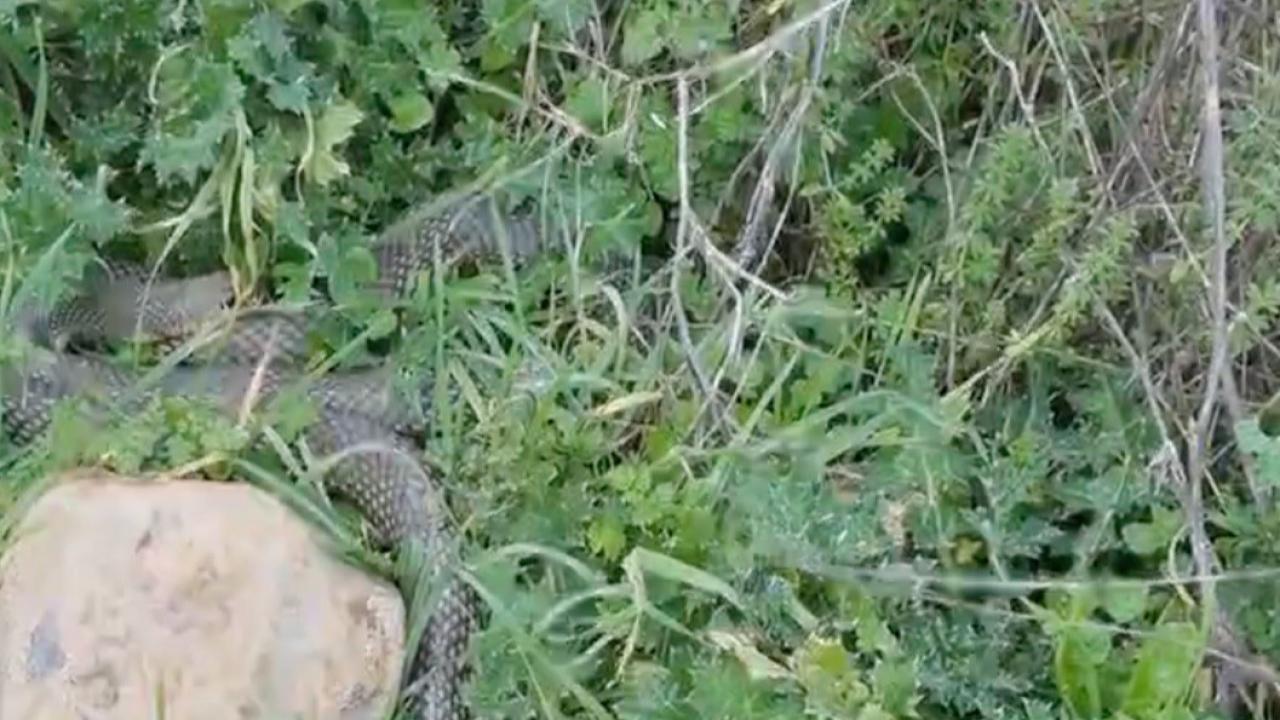 Çan’da Dev Yılan Paniği! Yol Kenarında Görüntülenen 2 Metrelik Dev Görenleri Şoke Etti