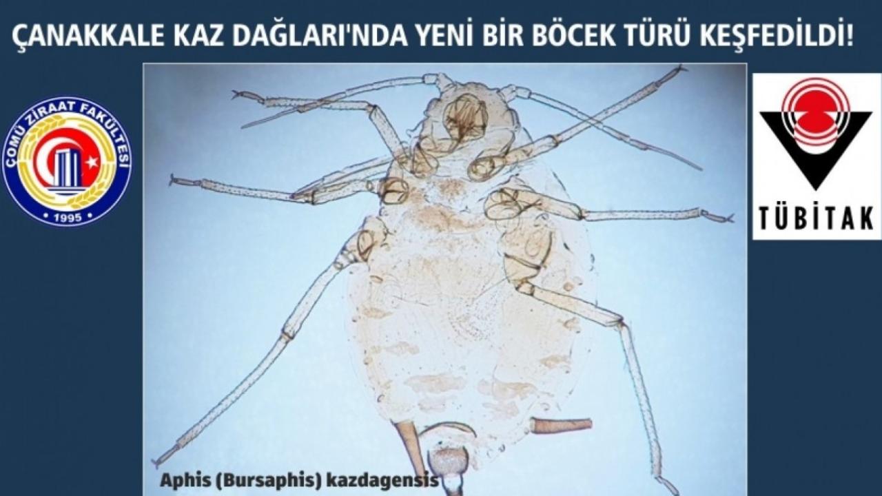 Kaz Dağları'nda yeni böcek türü keşfedildi!