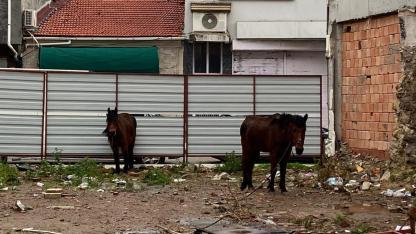 Çanakkale'de Vicdanları Donduran Görüntü: Atlar Fırtına ve Sağanak Altında Kaderine Terk Edildi