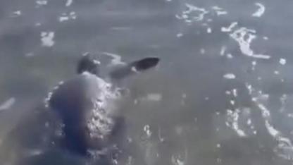 Gökçeada'da kıyıya vuran caretta caretta vatandaşların yardımıyla denizle kavuştu