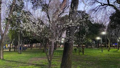 Çanakkale'de ağaçlar çiçek açtı
