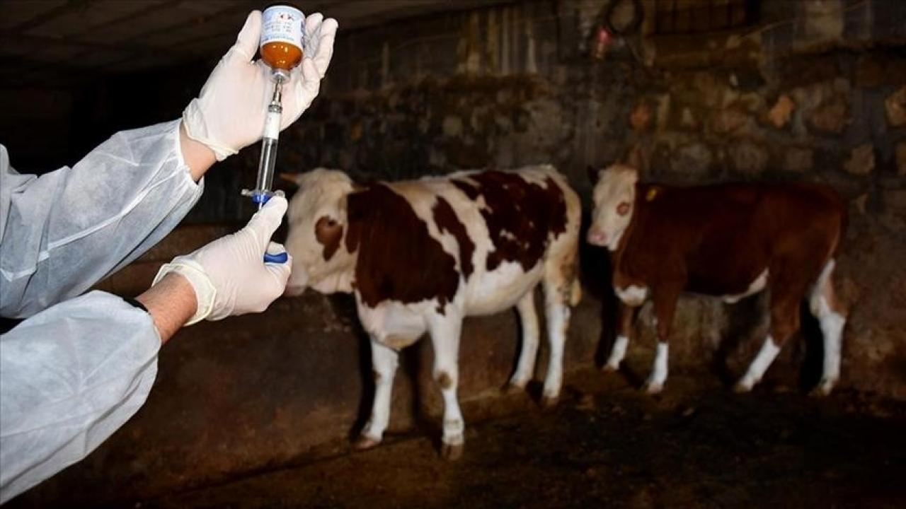 Don ve Şap Hastalığı Riski Olanlar Dikkat! Devlet O Ödemeleri Üstlendi: Karar Yürürlüğe Girdi