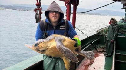 Ağlara takılan Caretta Caretta denize geri salındı!