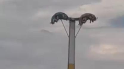 Bayram Eğlencesi Kabusa Döndü! Lunaparkta Metrelerce Yüksekte Baş Aşağı Asılı Kaldılar