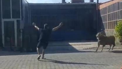 Gelibolu’da Firari Kurbanlık Alarmı! Koçun Peşinden Metrelerce Koştular. İşte O Anlar...