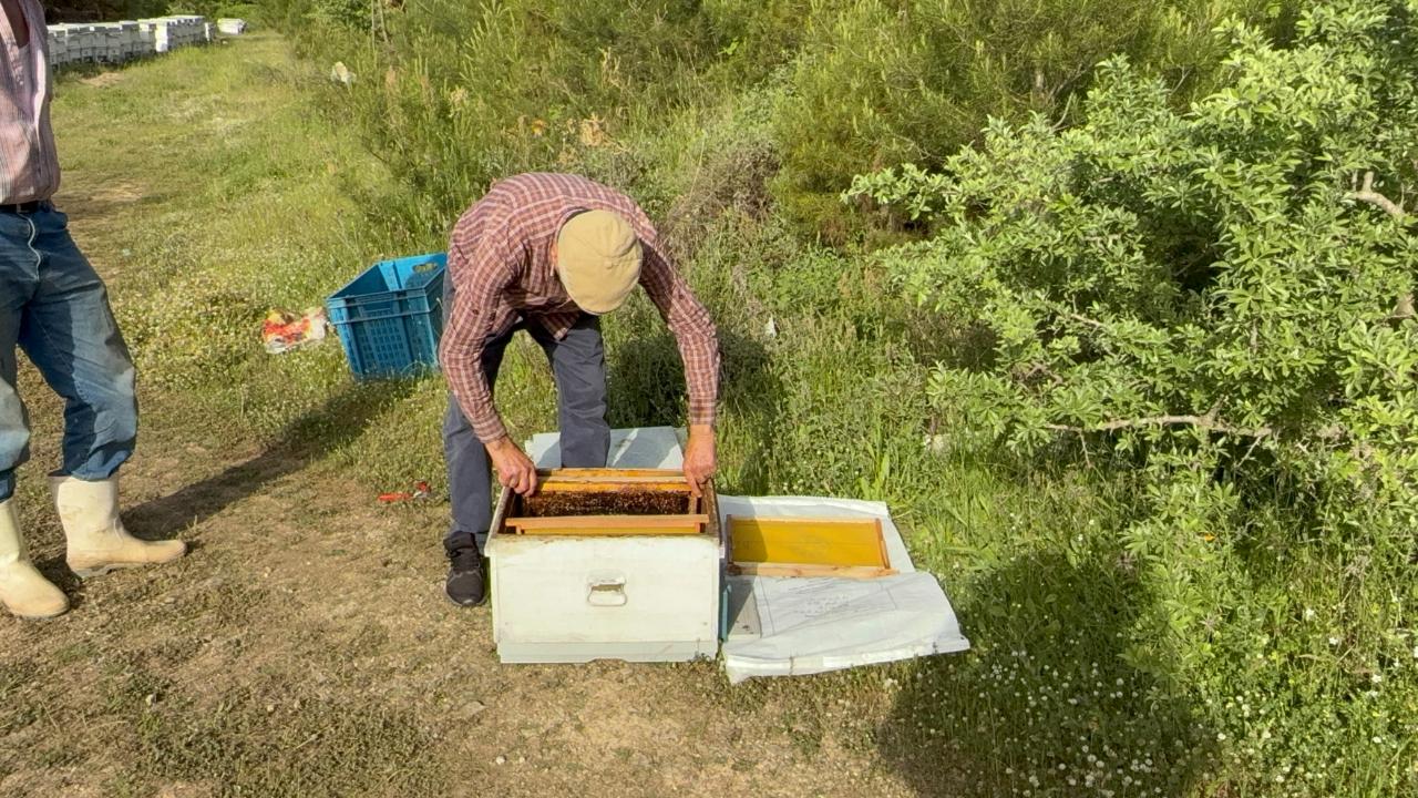 “Her Gün 5-6 Oğul Çıkıyor” Çanakkale’de Arı Bereketi Üreticiyi Heyecanlandırdı