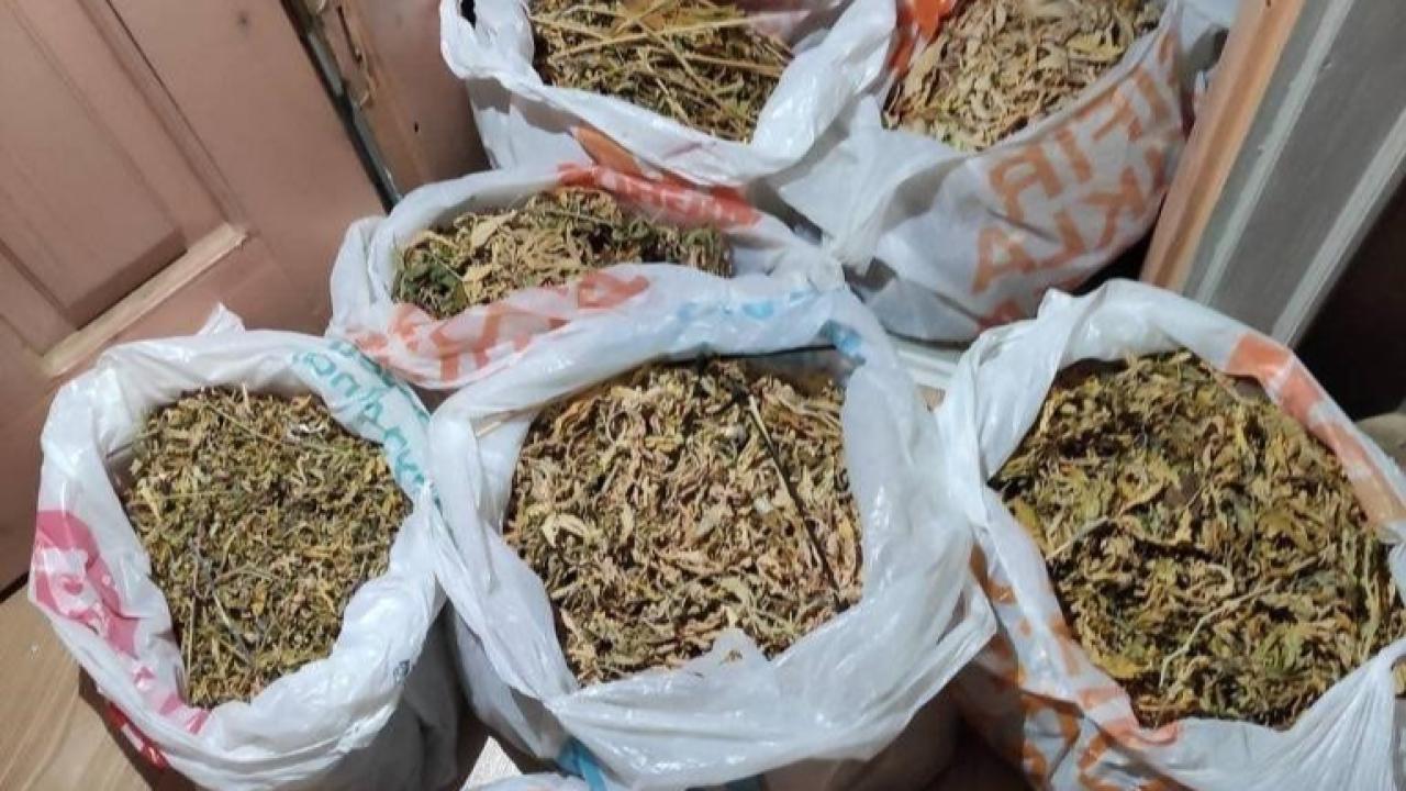 Jandarma Baskın Yaptı! Evde Yetiştirilen Uyuşturucu Ortaya Çıktı
