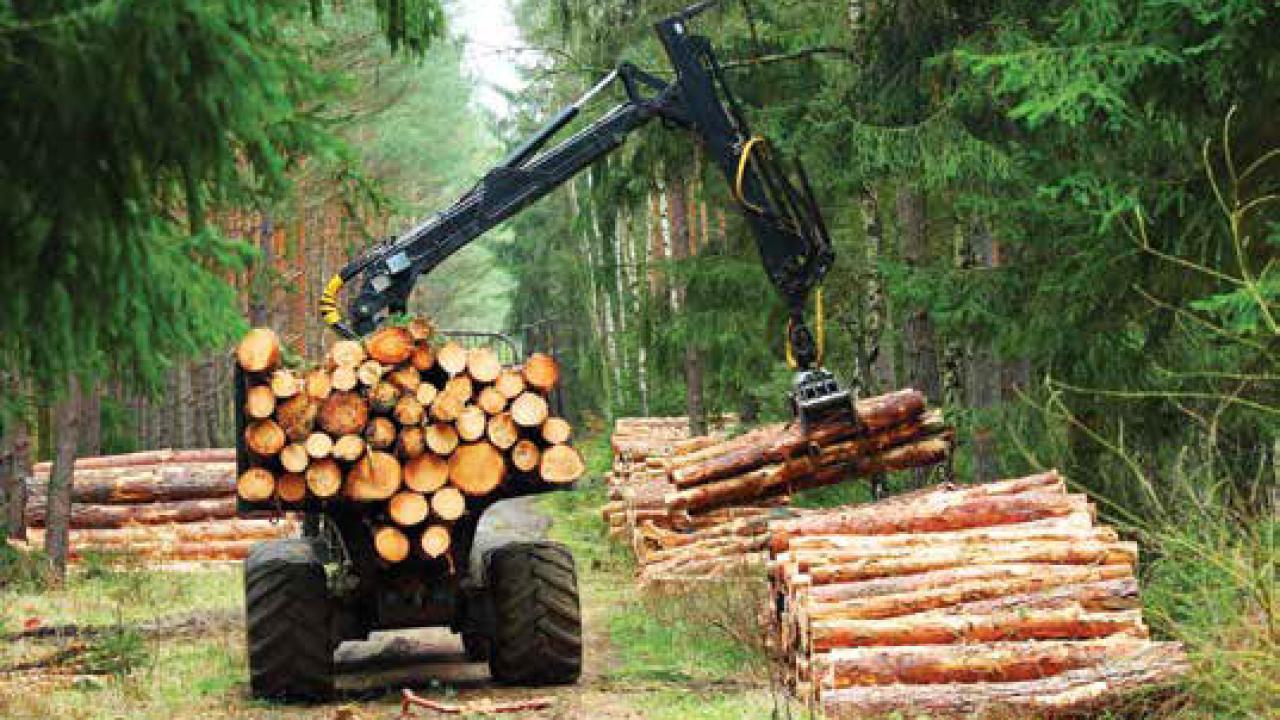 Orman Ürünleri İçin Dev İhale! Milyonluk Satışta Gözler Bu Tarihlere Çevrildi