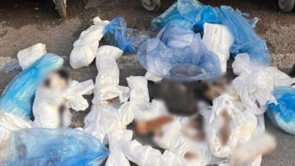 İzmir'de poşetler içinde 33 ölü kedi bulundu