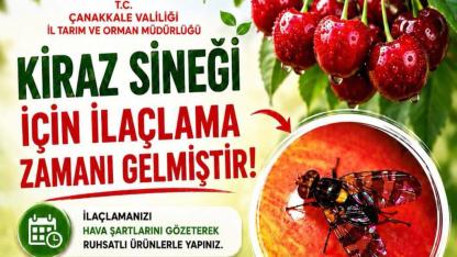 Çanakkaleli kiraz üreticilerine acil çağrı: İl Tarım Müdürlüğü o zararlıya karşı uyardı!
