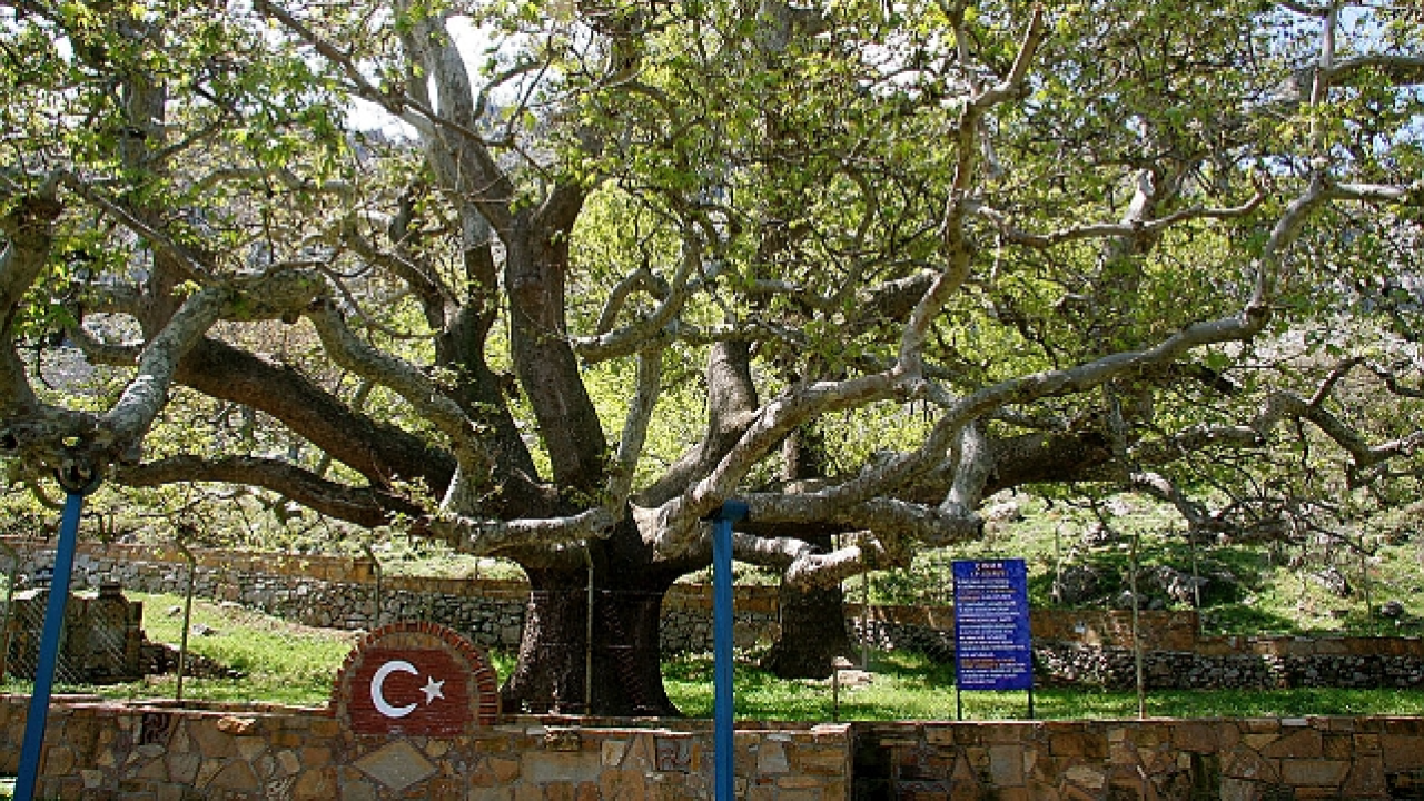 Gökçeada'da Şaşırtan Doğa Mirası: 625 Yıllık Anıt Çınar Herkesi Kendine Çekiyor