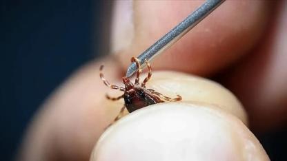 Kenelerden Koruyan Bitki Şaşırttı! Uzmanların Önerdiği Doğal Yöntem Gündem Oldu