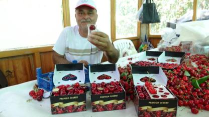 Lapseki Kirazı Çay Bardağına Sığmıyor, Fiyatı Dudak Uçuklatıyor