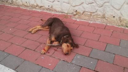 Ezine’de araba çarpan köpek kurtarılamadı: Vatandaşlar belediyeden yardım bekliyor