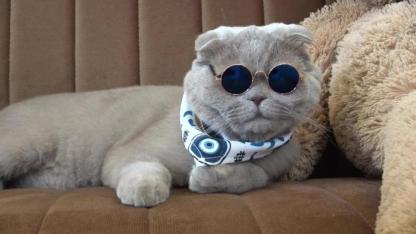Veterinerlerin "yaşamaz" dediği kedi, denizde yüzdü, Uludağ'da kayak keyfi yaptı