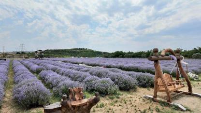 2200 Dönümlük Mor Bereket: Çanakkale Lavanta Üretiminde Türkiye 8'incisi