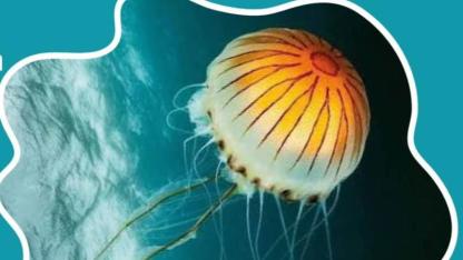 Denize Girecekler Dikkat! Çanakkale'de Denizanası Riski Artıyor
